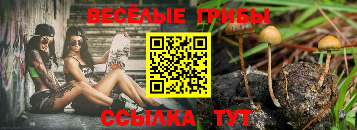 Псилоцибиновые грибы GOLDEN TEACHER Каменка